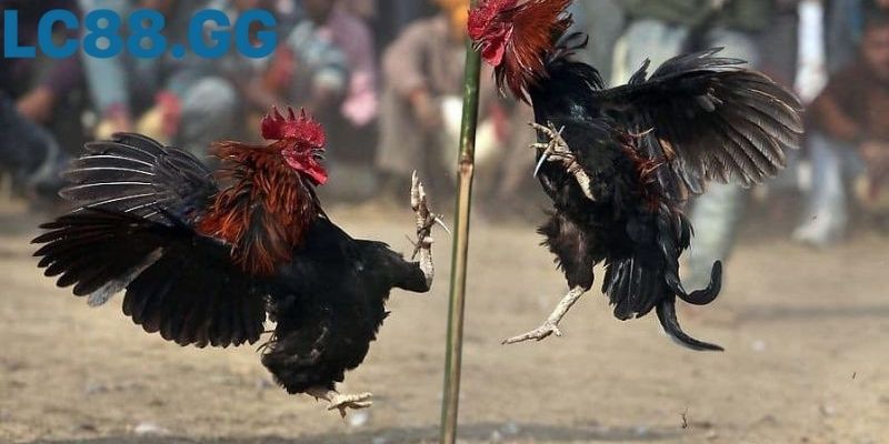 Cú quạt cánh quyết định trong hiệp cuối